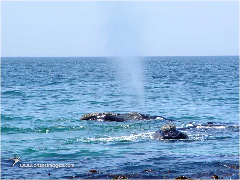 Whales in False Bay