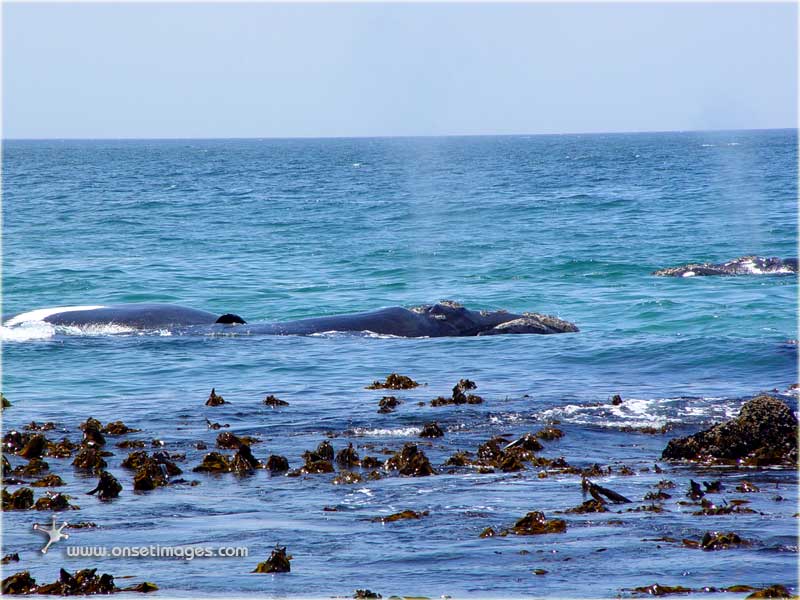 Whales in False Bay