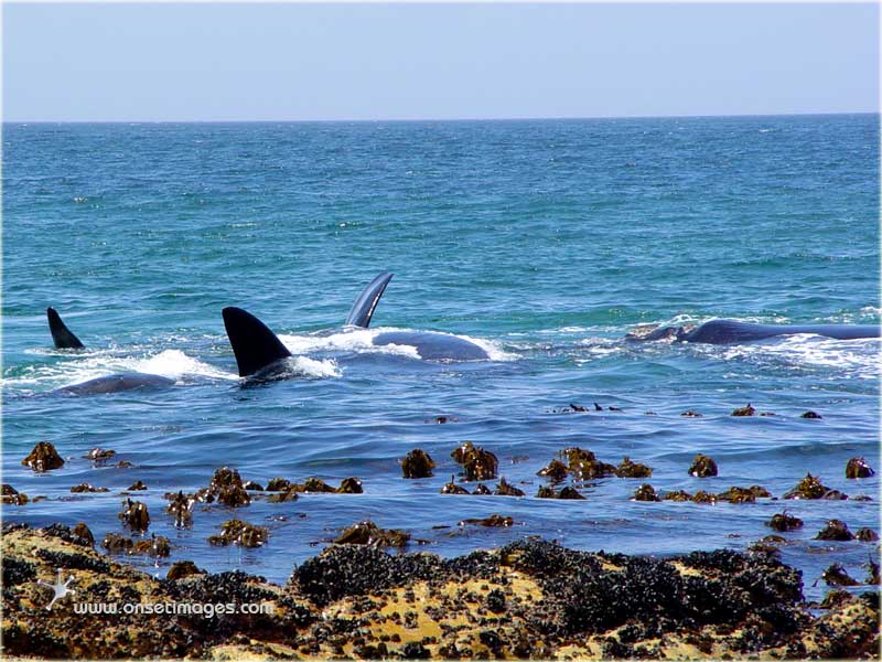 Whales in False Bay