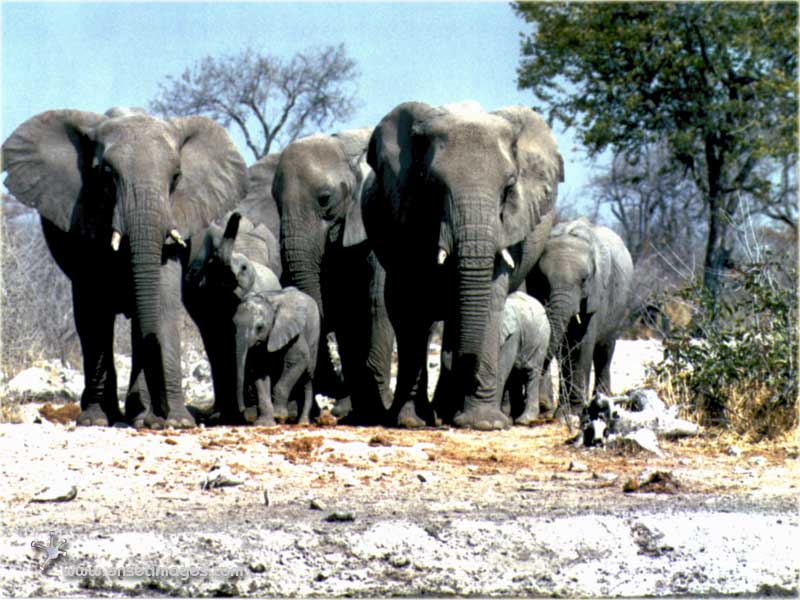 Elephants