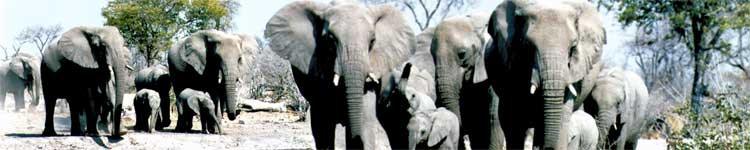 Elephants in Etosha